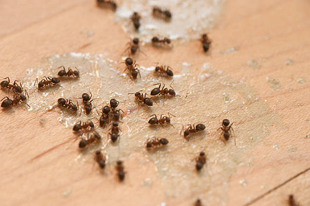 Best Residential Pest Control  in Gallitzin, PA